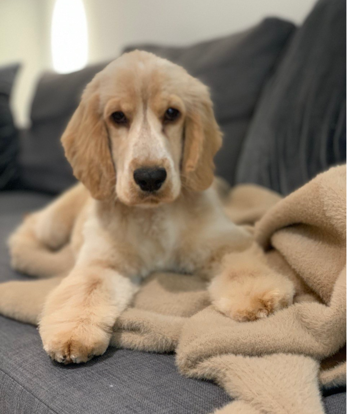 Beautifully groomed cocker spaniel at Doggroomer Zürich